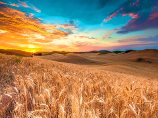 Wheatfield wallpaper 320x240