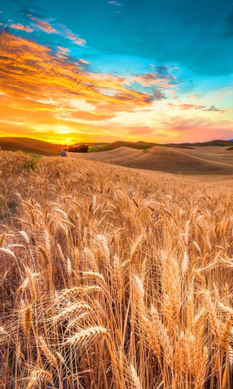 Wheatfield wallpaper 480x800