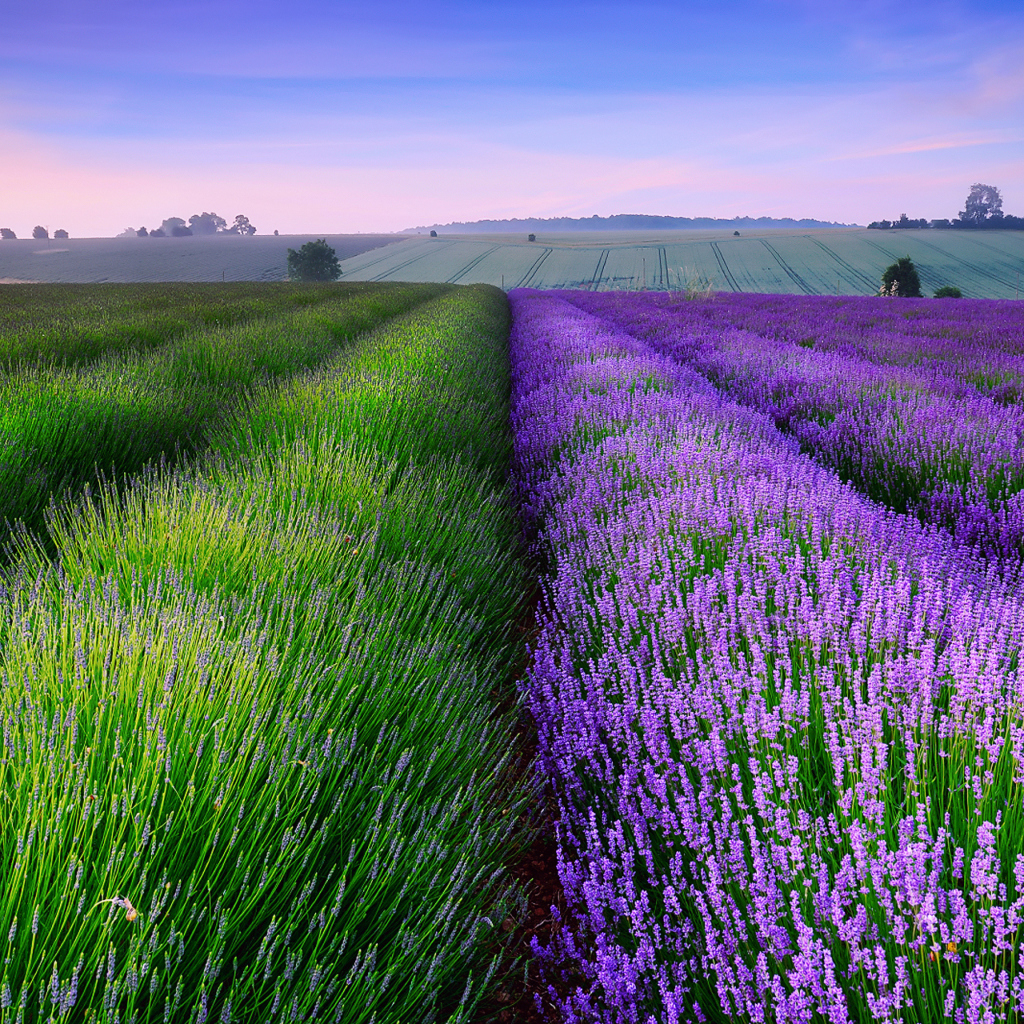 Das Lavender Field In England Wallpaper 1024x1024