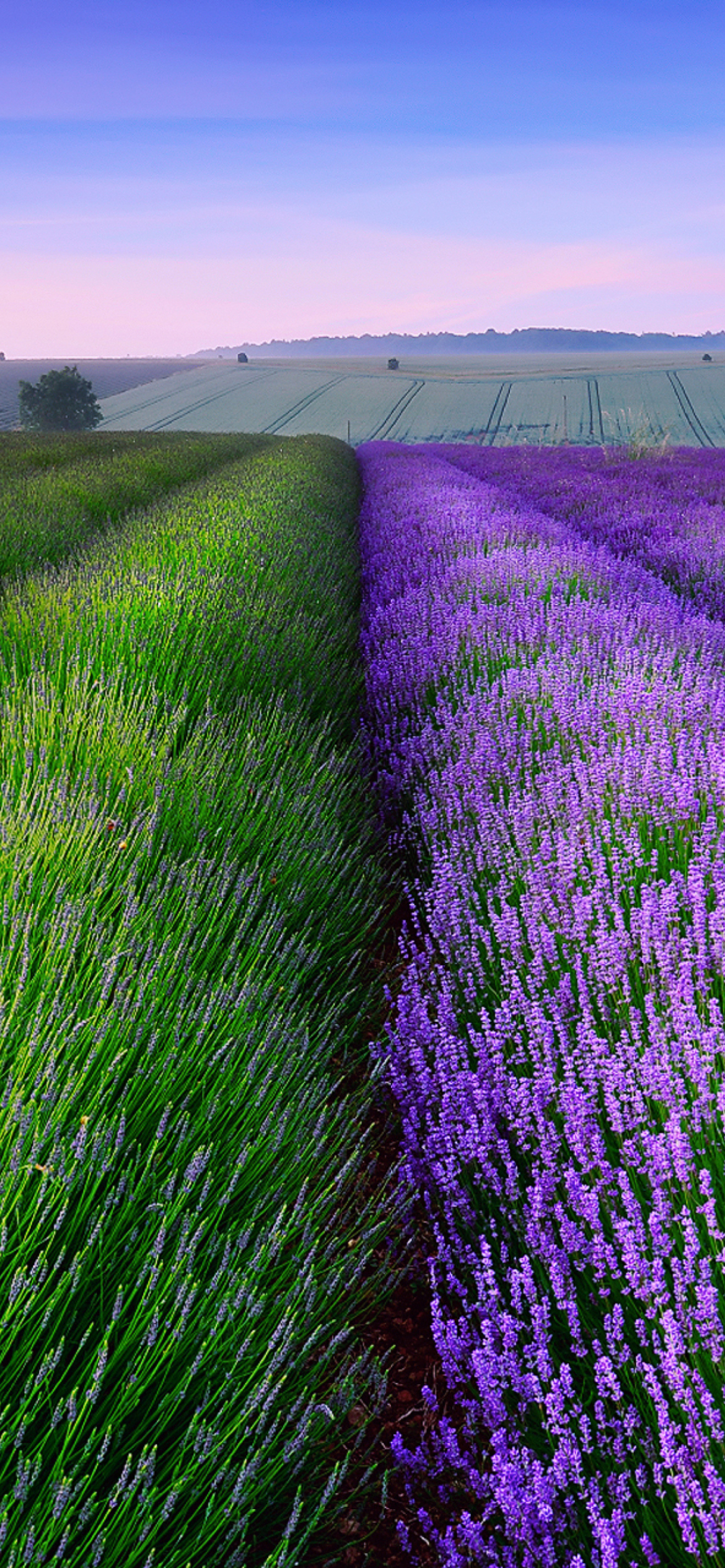 Das Lavender Field In England Wallpaper 1170x2532