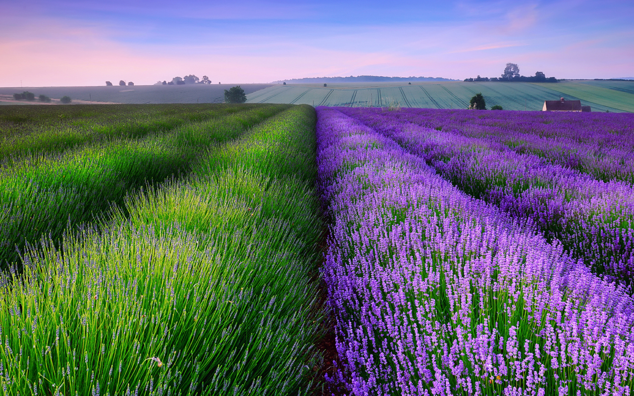 Fondo de pantalla Lavender Field In England 1280x800
