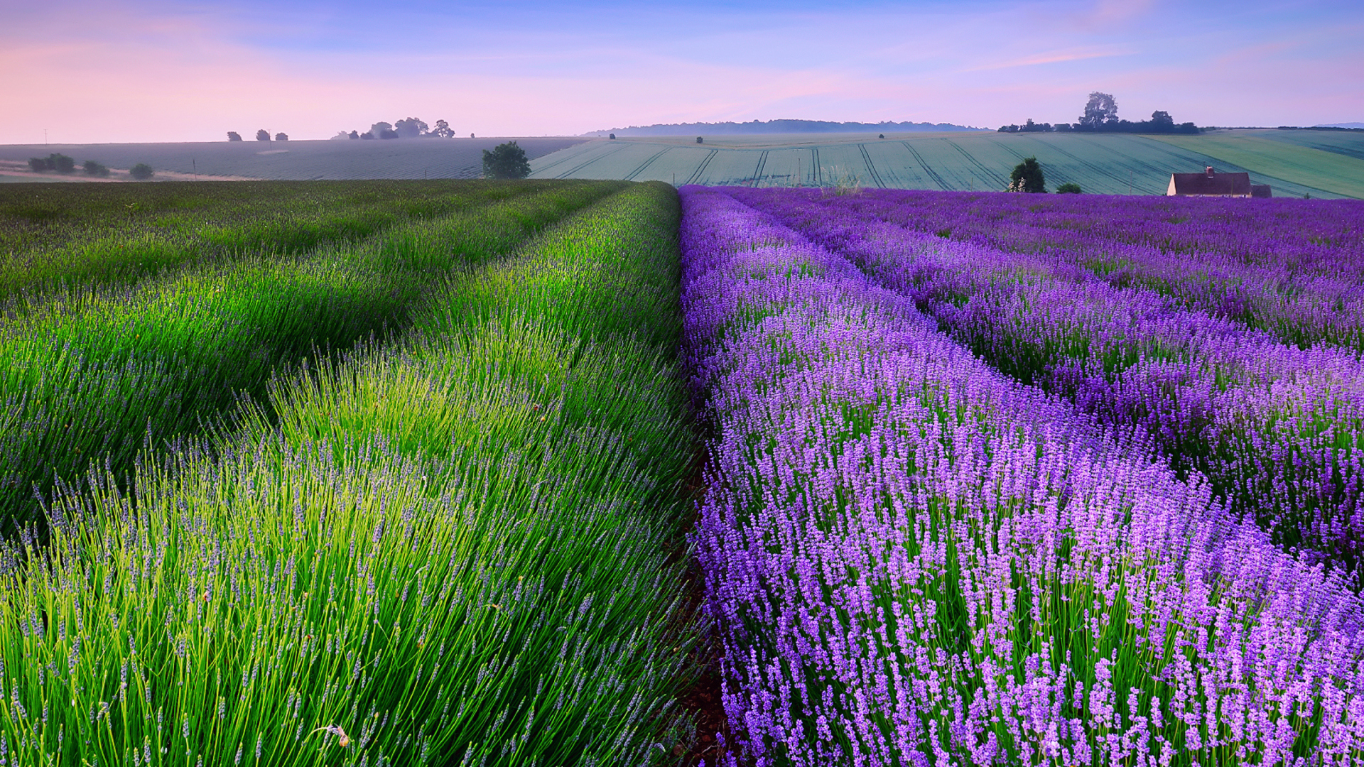 Lavender Field In England wallpaper 1920x1080