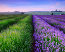 Das Lavender Field In England Wallpaper 220x176