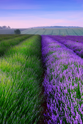 Das Lavender Field In England Wallpaper 320x480