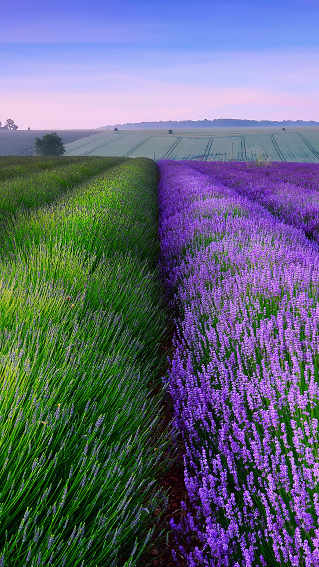 Das Lavender Field In England Wallpaper 640x1136
