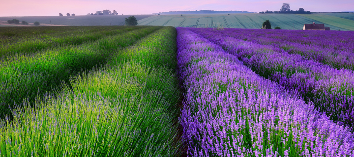 Lavender Field In England wallpaper 720x320