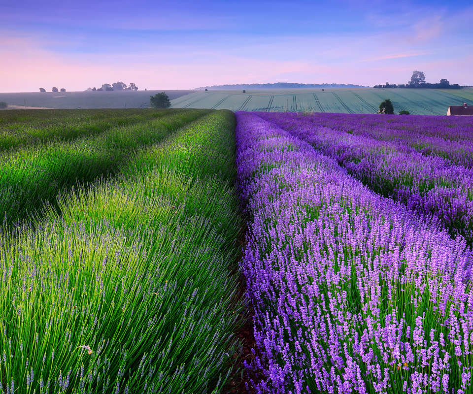 Screenshot №1 pro téma Lavender Field In England 960x800