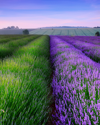 Kostenloses Lavender Field In England Wallpaper für Nokia C2-03