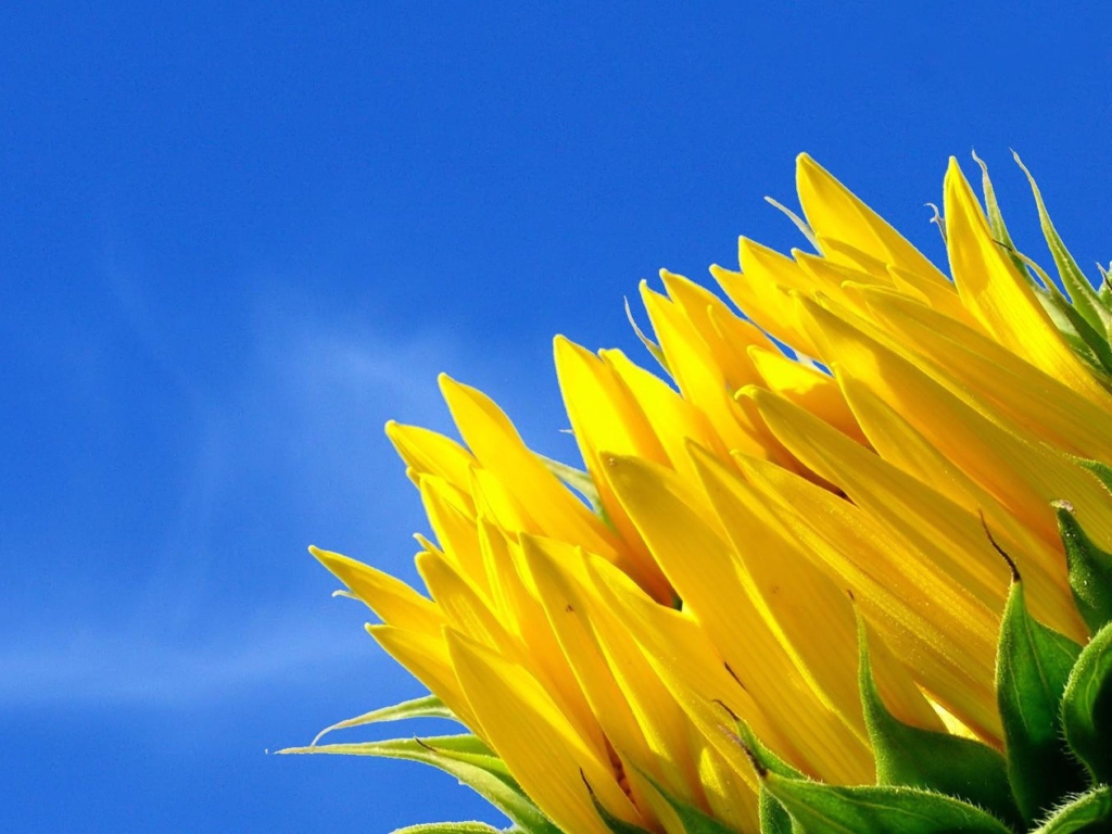Sfondi Sunflower And Blue Sky 1024x768