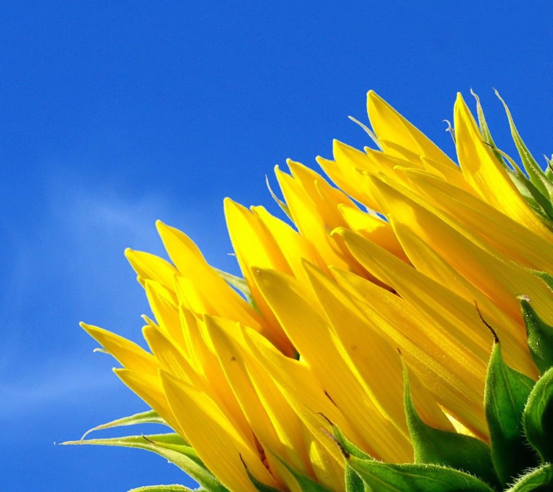 Fondo de pantalla Sunflower And Blue Sky 1080x960