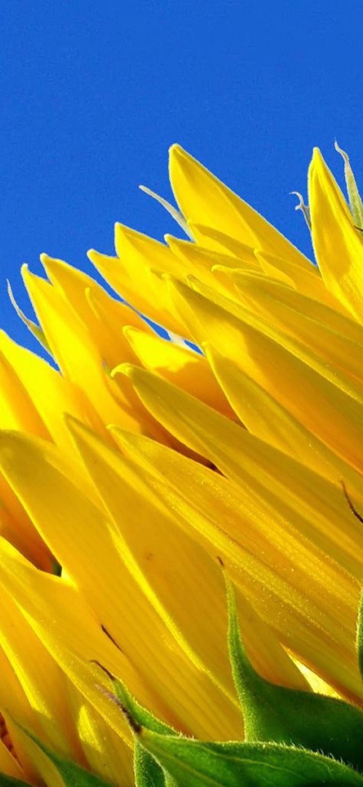 Sfondi Sunflower And Blue Sky 1170x2532