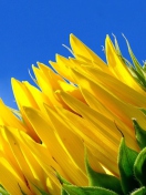 Das Sunflower And Blue Sky Wallpaper 132x176