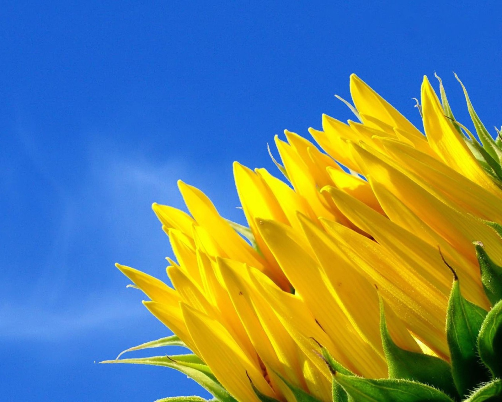 Обои Sunflower And Blue Sky 1600x1280
