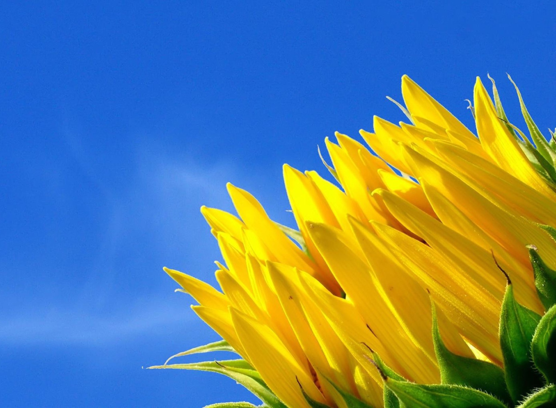 Sfondi Sunflower And Blue Sky 1920x1408