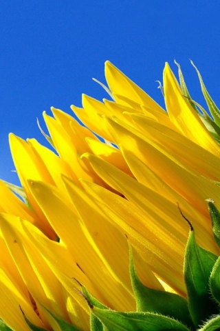 Fondo de pantalla Sunflower And Blue Sky 320x480