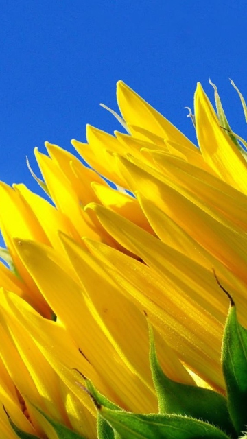 Fondo de pantalla Sunflower And Blue Sky 360x640