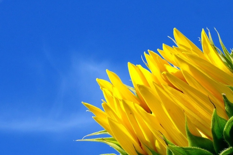 Das Sunflower And Blue Sky Wallpaper 480x320