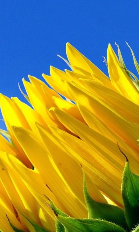 Fondo de pantalla Sunflower And Blue Sky 480x800