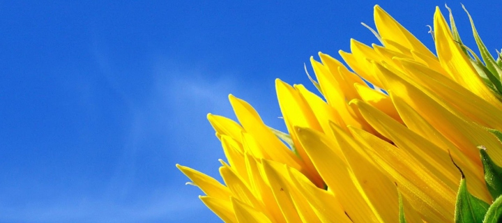 Screenshot №1 pro téma Sunflower And Blue Sky 720x320