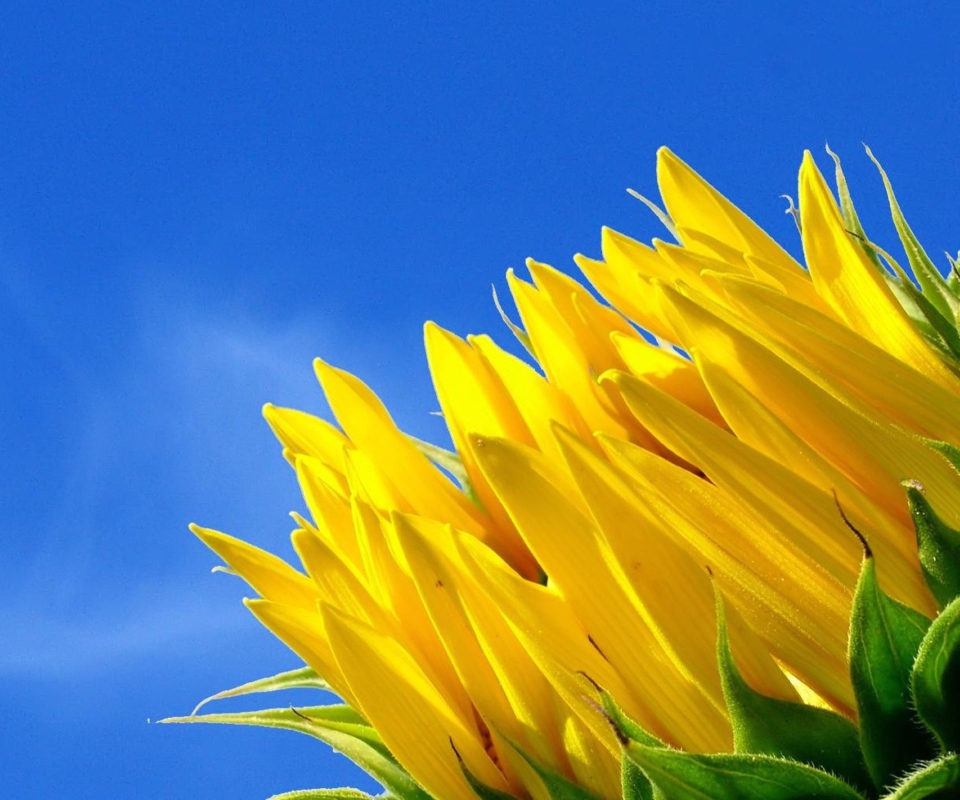 Обои Sunflower And Blue Sky 960x800