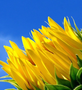 Sunflower And Blue Sky - Obrázkek zdarma pro iPad 2