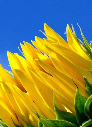 Sunflower And Blue Sky - Obrázkek zdarma pro 640x960