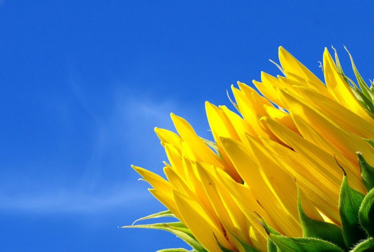 Screenshot №1 pro téma Sunflower And Blue Sky