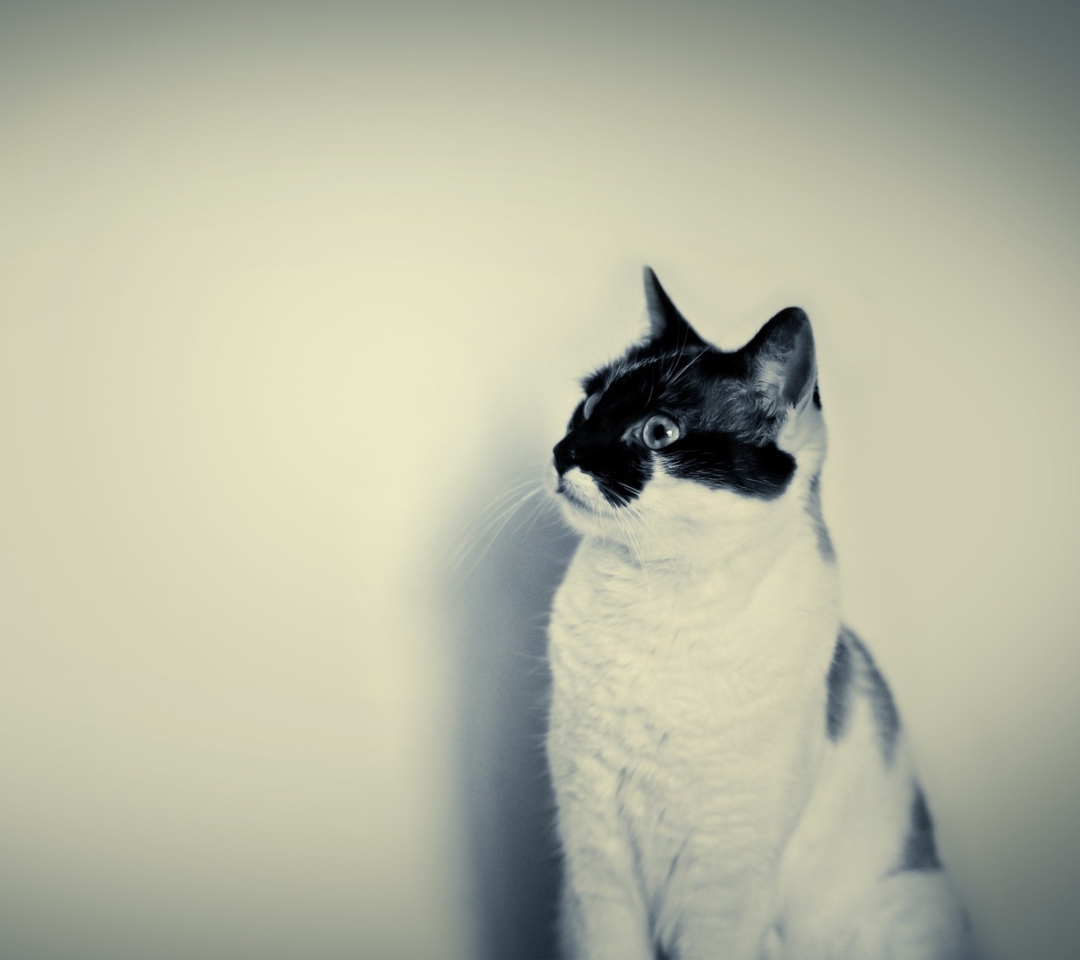 Fondo de pantalla Black And White Cat 1080x960