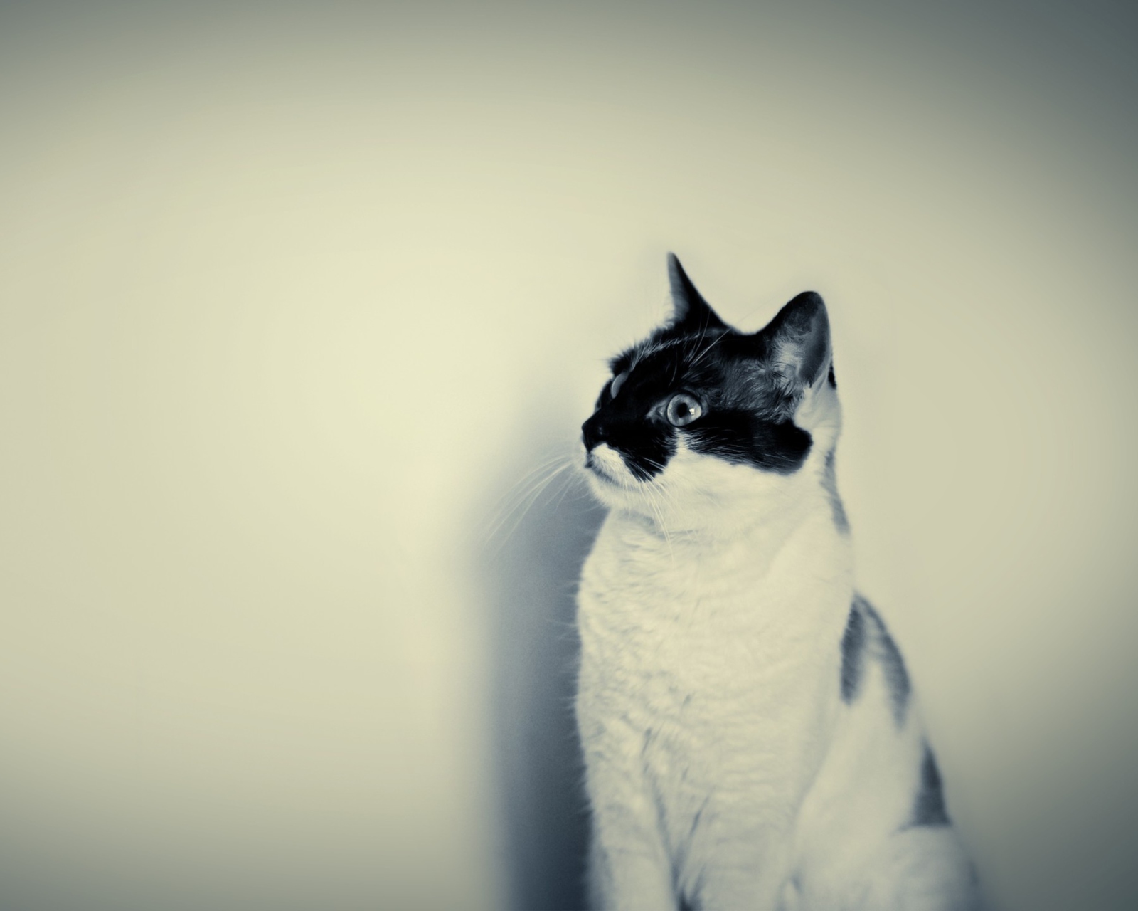 Black And White Cat screenshot #1 1600x1280