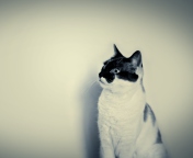 Black And White Cat screenshot #1 176x144