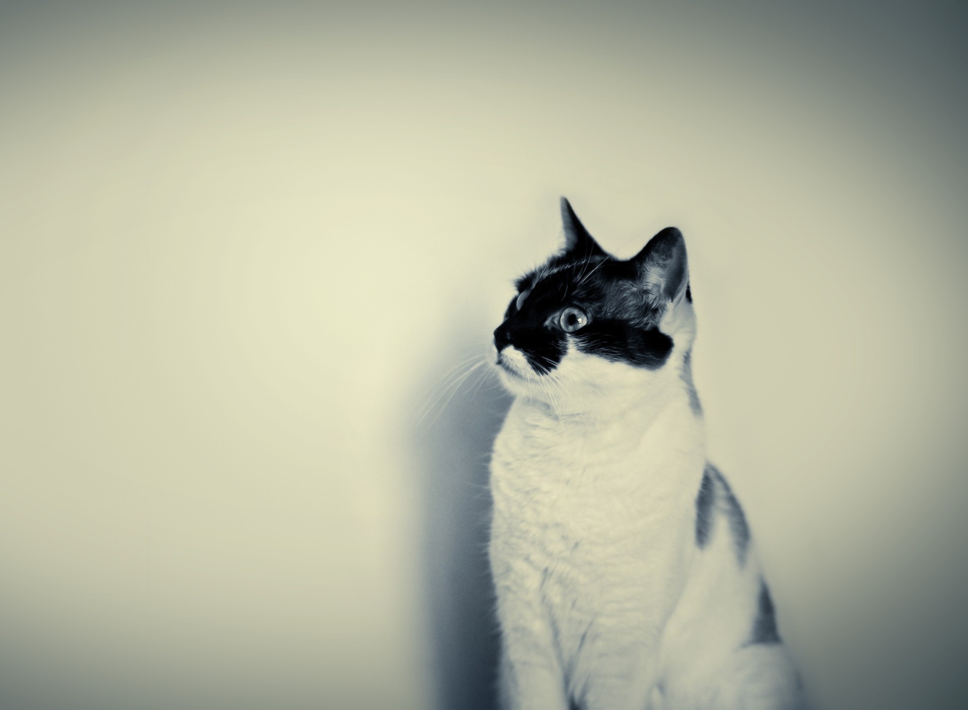 Fondo de pantalla Black And White Cat 1920x1408