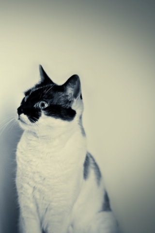 Black And White Cat wallpaper 320x480