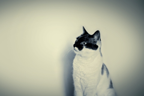Fondo de pantalla Black And White Cat 480x320