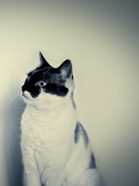 Black And White Cat wallpaper 480x640
