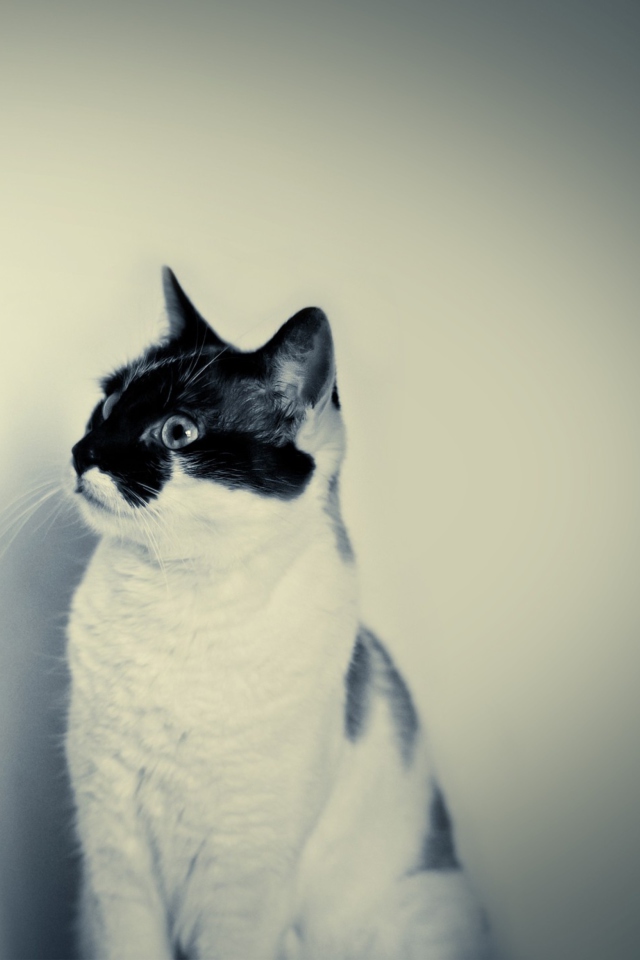 Screenshot №1 pro téma Black And White Cat 640x960