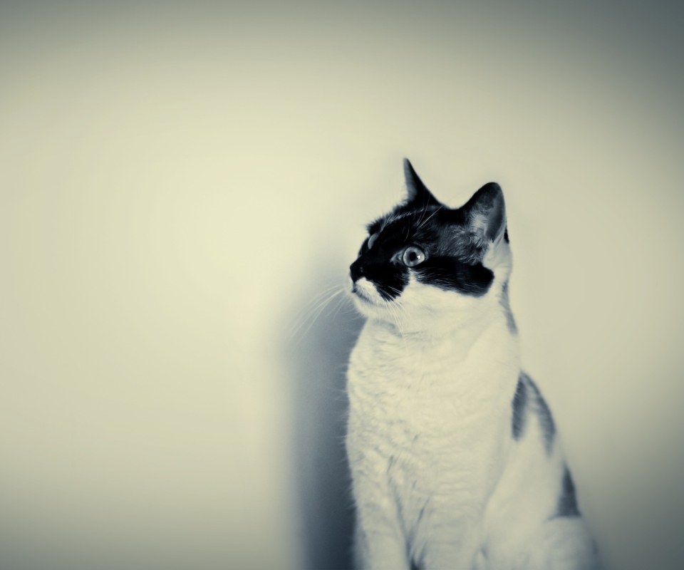 Das Black And White Cat Wallpaper 960x800