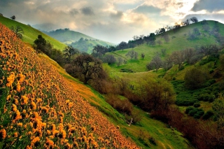Free Green Hills Picture for Android, iPhone and iPad