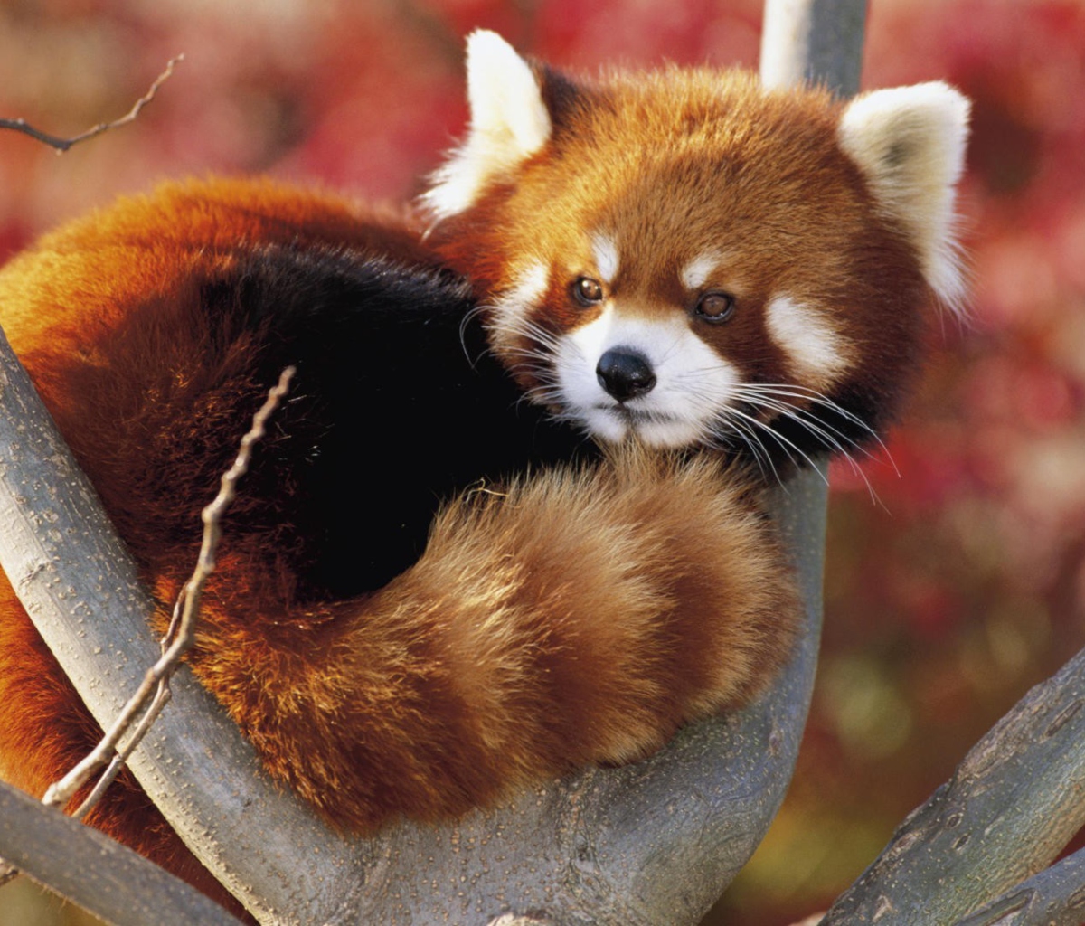 Обои Red Panda Firefox 1200x1024