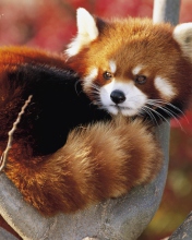 Sfondi Red Panda Firefox 176x220