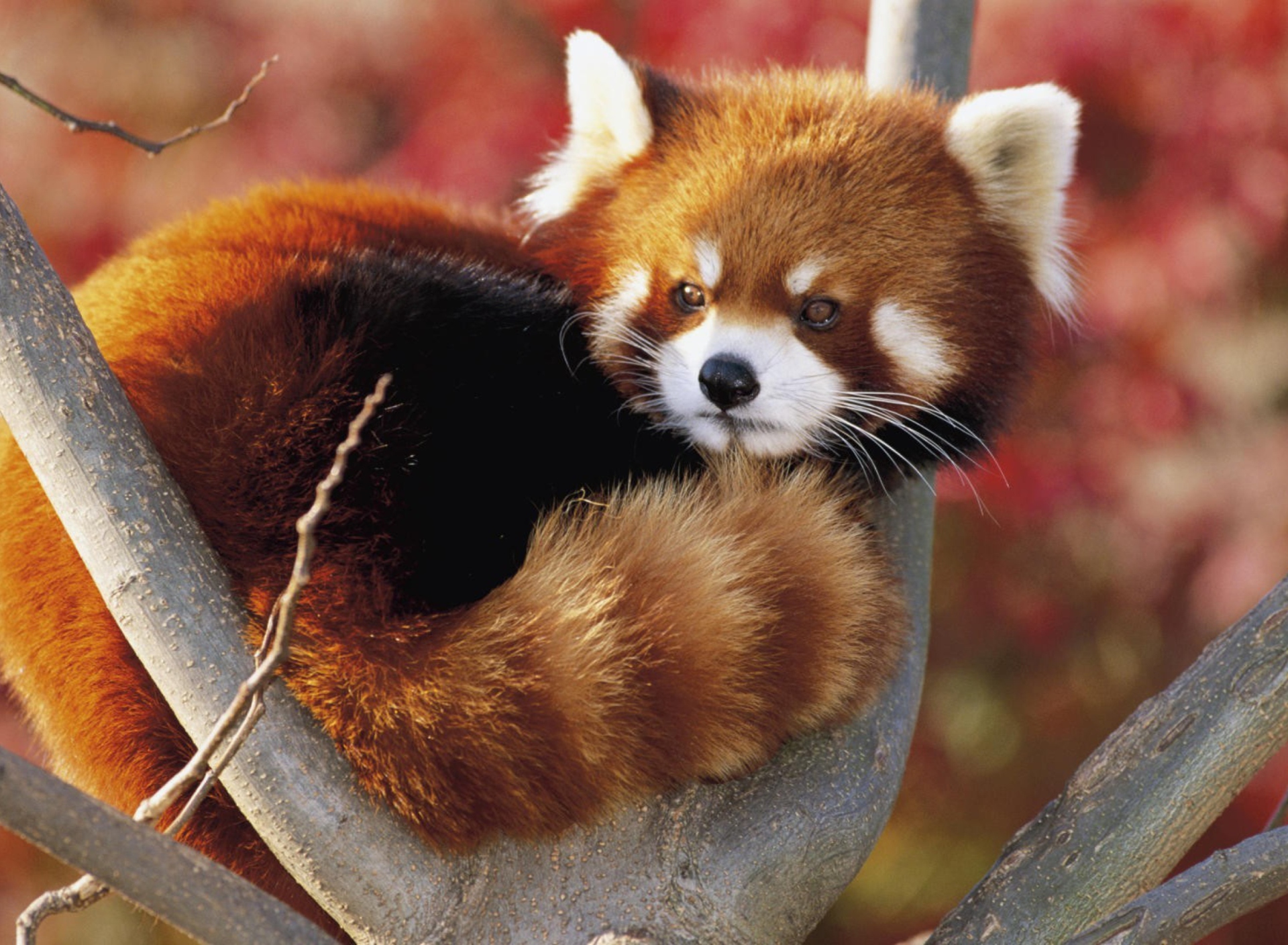 Fondo de pantalla Red Panda Firefox 1920x1408