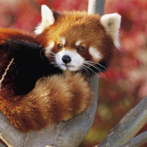 Das Red Panda Firefox Wallpaper 208x208