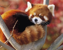 Sfondi Red Panda Firefox 220x176