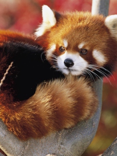 Sfondi Red Panda Firefox 240x320