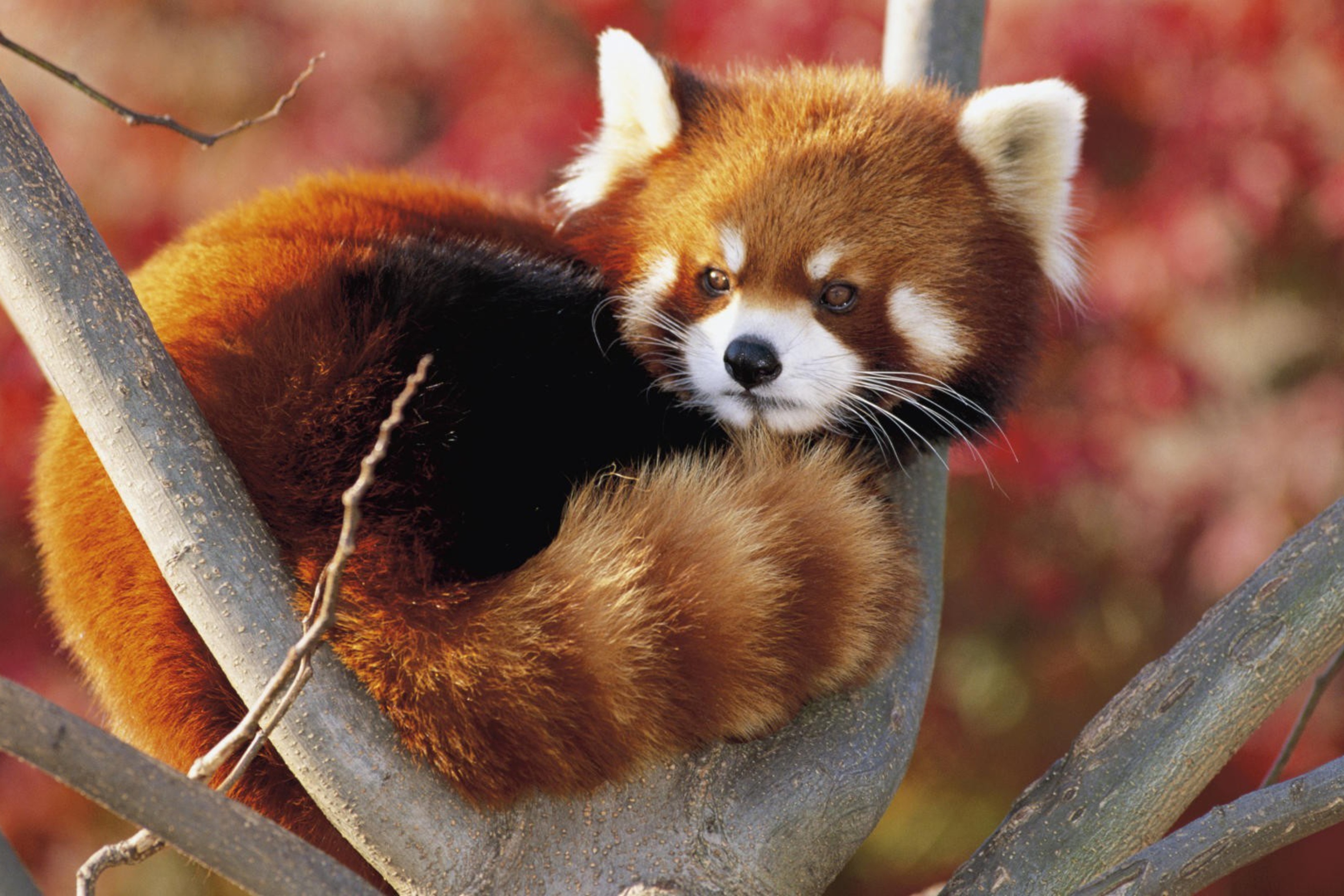 Red Panda Firefox wallpaper 2880x1920