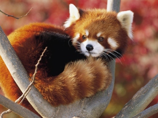 Обои Red Panda Firefox 320x240