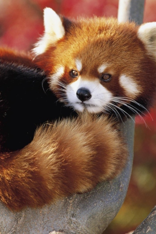 Обои Red Panda Firefox 320x480