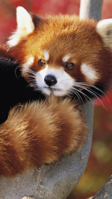 Обои Red Panda Firefox 360x640
