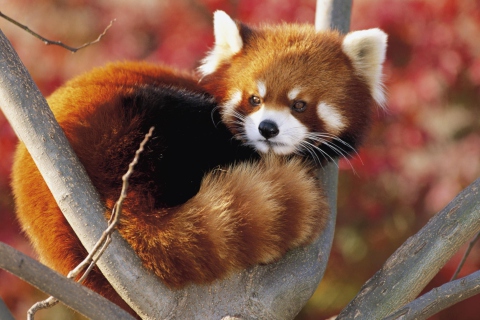 Обои Red Panda Firefox 480x320