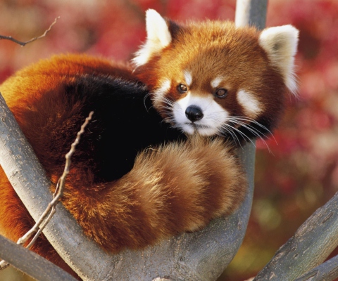 Sfondi Red Panda Firefox 480x400