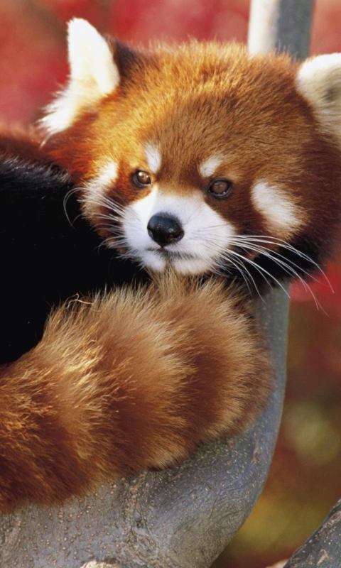 Fondo de pantalla Red Panda Firefox 480x800